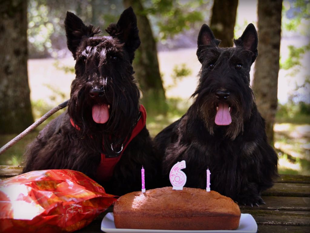 du cercle des gentlemen terriers - juillet 2025 : anniversaire de Violette.