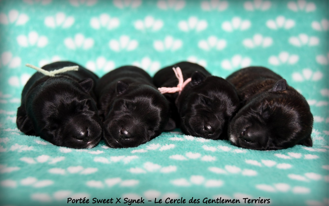 du cercle des gentlemen terriers - Scottish Terrier - Portée née le 04/03/2026