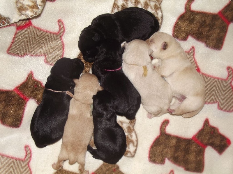 Chiot Scottish Terrier du cercle des gentlemen terriers