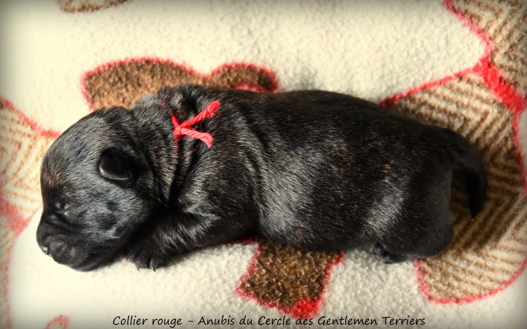 du cercle des gentlemen terriers - Chiots disponibles - Scottish Terrier