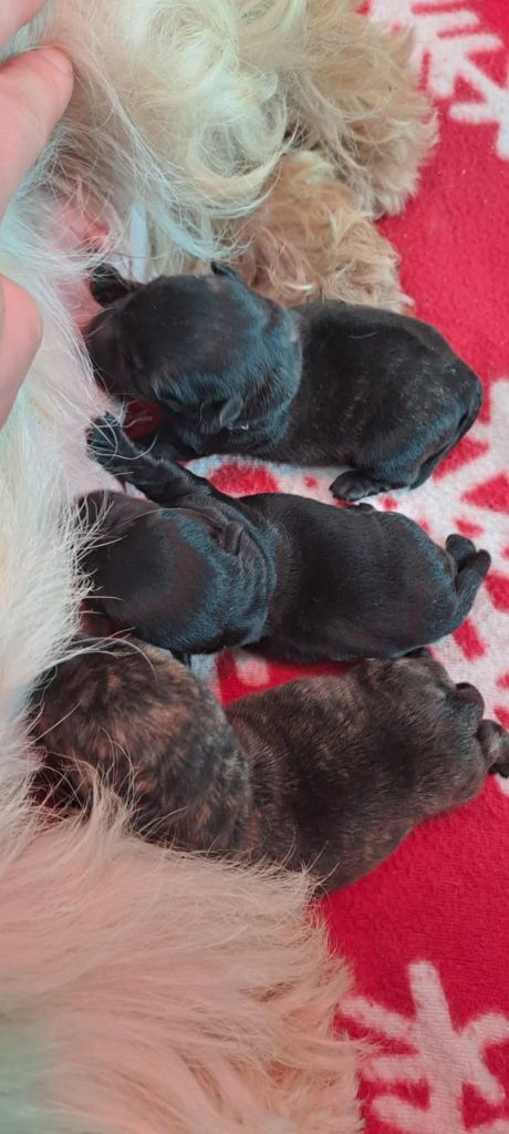 Chiot Scottish Terrier du cercle des gentlemen terriers