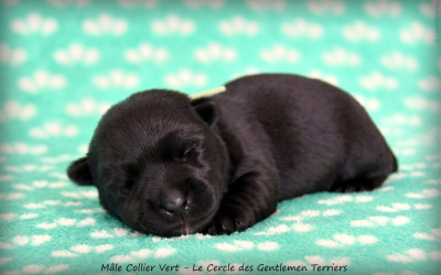 CHIOT 3 collier vert