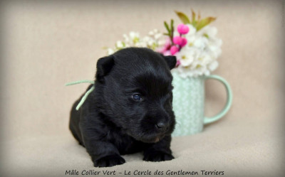 CHIOT 3 collier vert