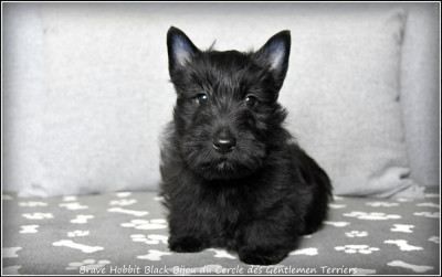 Brave Hobbit Black Bijou