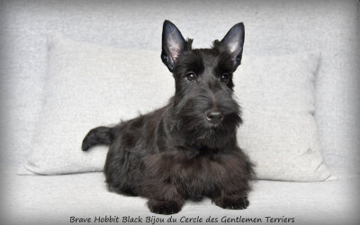 Brave Hobbit Black Bijou