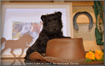 CHIOT - Arsene Lupin