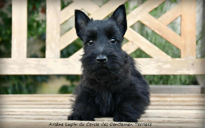 CHIOT - Arsene Lupin