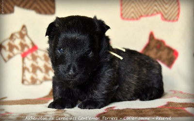 CHIOT - collier jaune