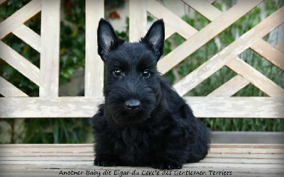 CHIOT - Another Baby dit Elgard