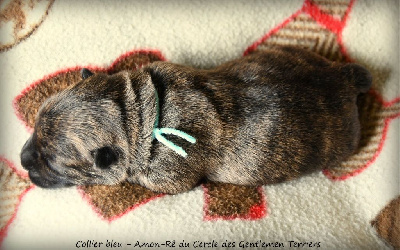 CHIOT - Collier bleu