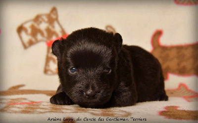 CHIOT - Arsene Lupin
