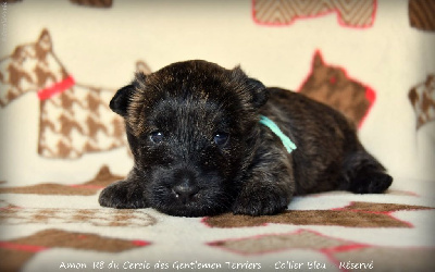 CHIOT - Collier bleu