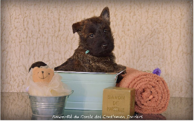 CHIOT - Collier bleu