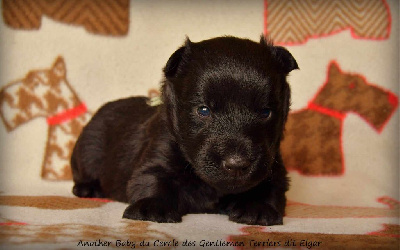 CHIOT - Another Baby dit Elgard