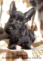 MORTIMER