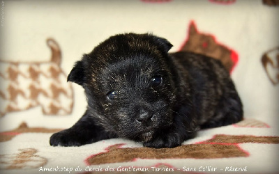 CHIOT - Sans collier