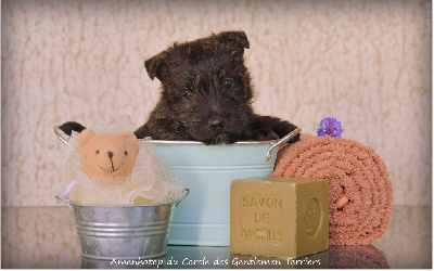 CHIOT - Sans collier