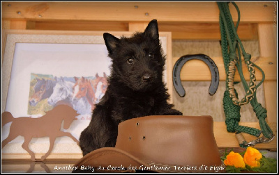 CHIOT - Another Baby dit Elgard