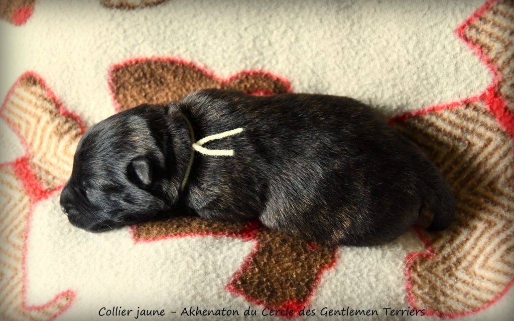 du cercle des gentlemen terriers - Chiots disponibles - Scottish Terrier