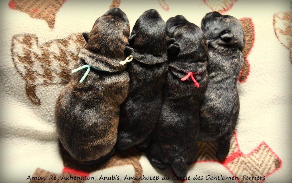 du cercle des gentlemen terriers - Scottish Terrier - Portée née le 01/05/2025