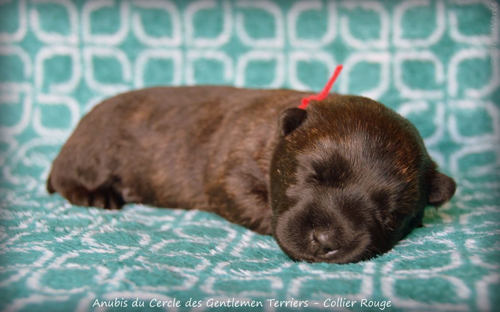 du cercle des gentlemen terriers - Chiots disponibles - Scottish Terrier